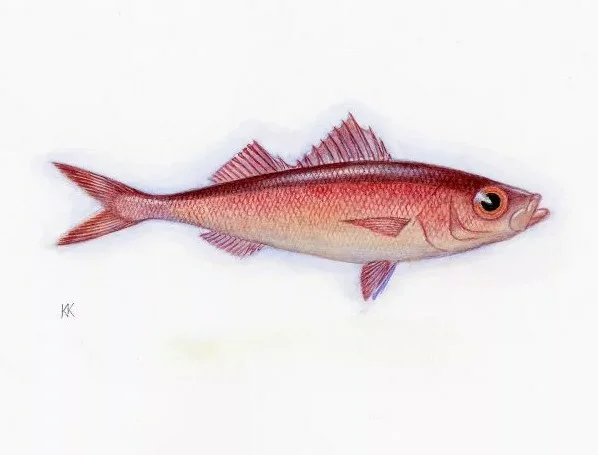 Рыба красноглазка фото и описание где водится